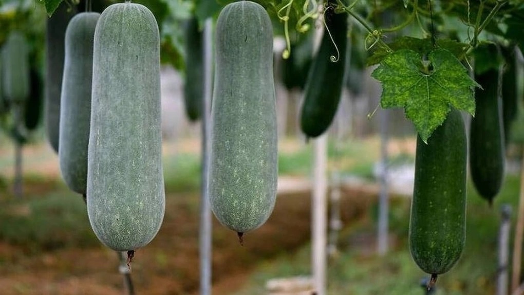 5 thực phẩm giúp bữa tối nhẹ bụng, dễ kiểm soát cân nặng