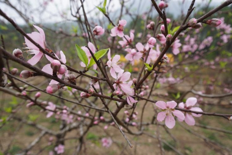Hình ảnh hoa đào ngày Tết