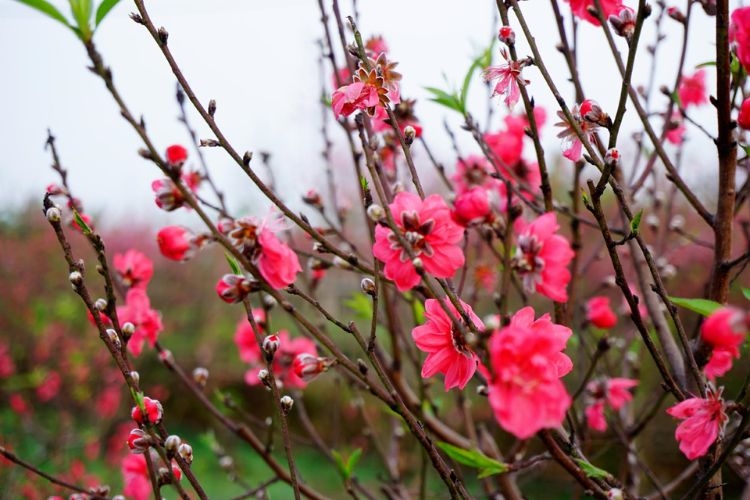 Hình ảnh hoa đào ngày Tết