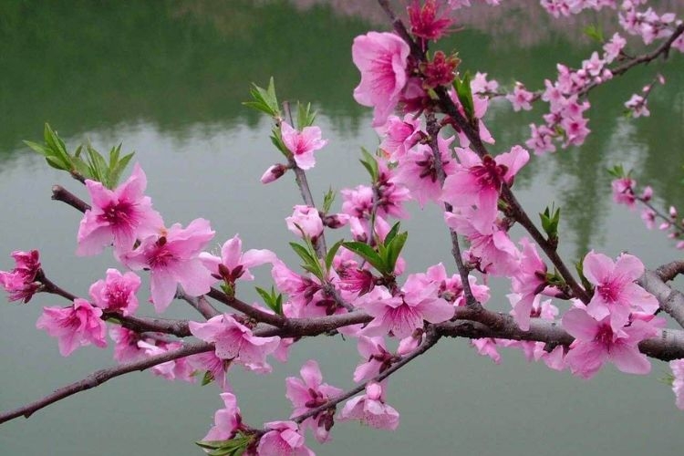 Hình ảnh hoa đào ngày Tết