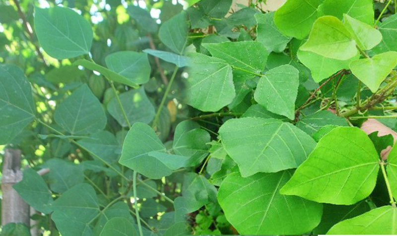 Mẹo chữa mất ngủ dân gian đơn giản tại nhà