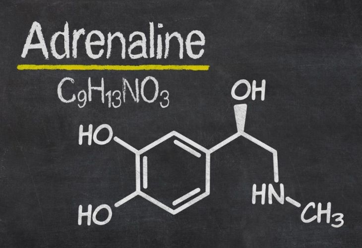 Adrenaline là một chất dẫn truyền thần kinh kích thích cac phản ứng sinh tồn của cơ thể