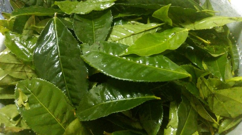 Lá trà xanh hãm nước nóng súc miệng hỗ trợ giảm hôi miệng