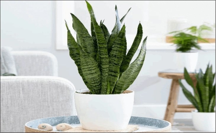 Cây lưỡi hổ có khả năng lọc không khí, ngăn mùi tốt