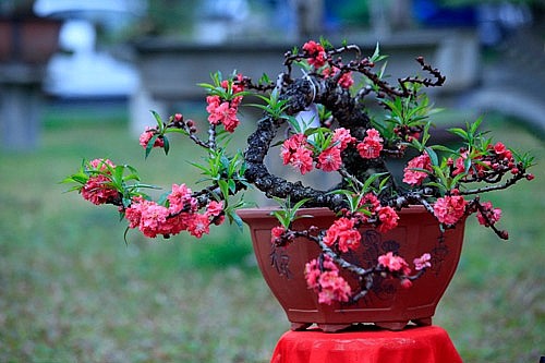 5 loại cây ý nghĩa, có tên cực hay thích hợp làm quà tặng ngày Tết