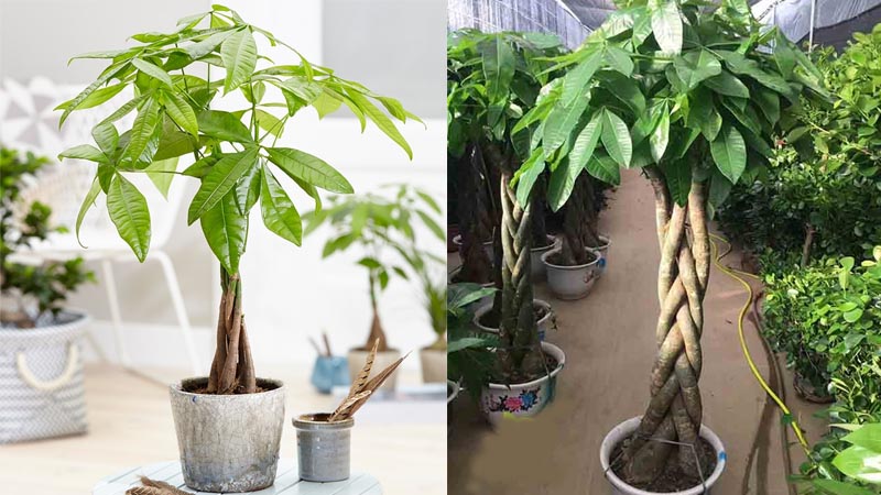 5 loại cây ý nghĩa, có tên cực hay thích hợp làm quà tặng ngày Tết
