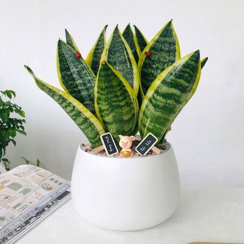 5 loại cây ý nghĩa, có tên cực hay thích hợp làm quà tặng ngày Tết