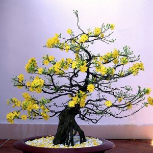 5 loại cây ý nghĩa, có tên cực hay thích hợp làm quà tặng ngày Tết