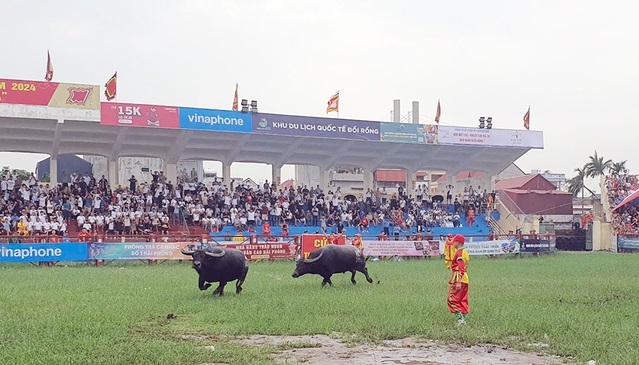 Lễ hội chọi trâu Đồ Sơn 2024: Sự kiện bất ngờ và những góc nhìn