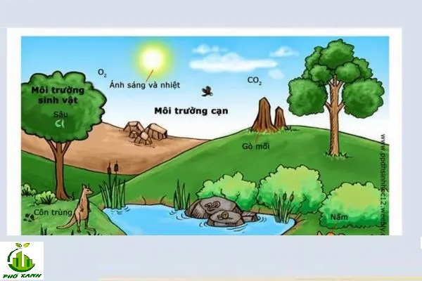 Vật vô sinh là gì? Đặc điểm và ứng dụng của vật vô sinh