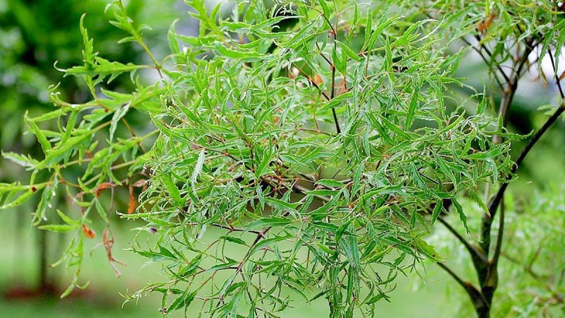 Mẹo chữa mất ngủ dân gian đơn giản tại nhà