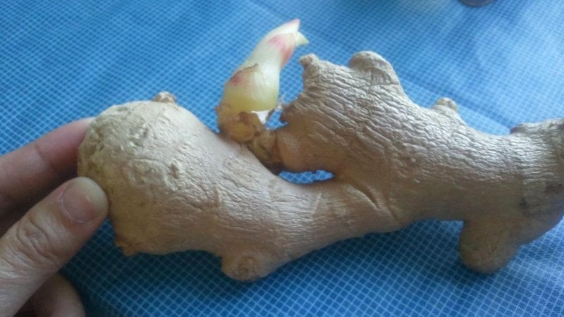 Gừng mọc mầm có ăn được không? Cách bảo quản đúng