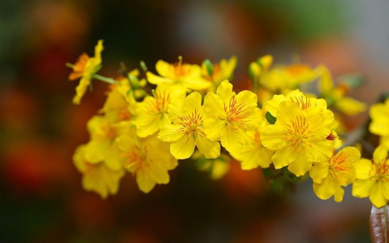 Mai vàng, đào hồng và bánh chưng mang đậm không khí xuân, tạo cảm giác nhẹ nhàng, thư thái