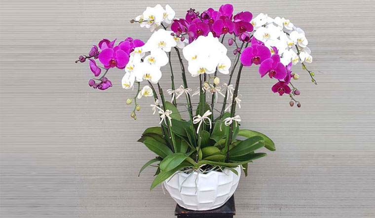 Lan Hồ Điệp mang vẻ đẹp sang trọng, thanh tao cho không gian 