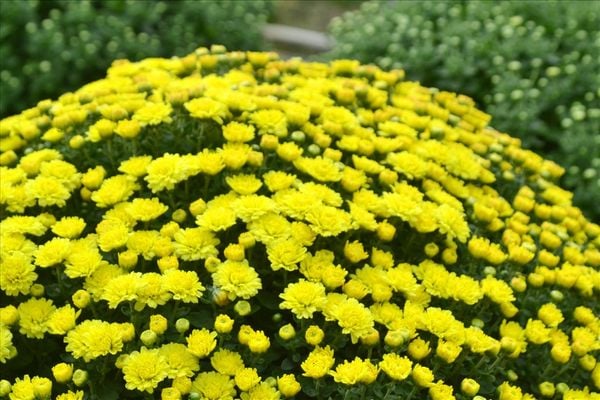 5 loại cây ý nghĩa, có tên cực hay thích hợp làm quà tặng ngày Tết