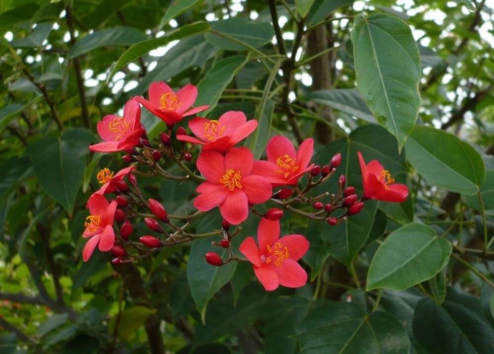 Hồng Mai nổi bật với sắc hồng tươi tắn 