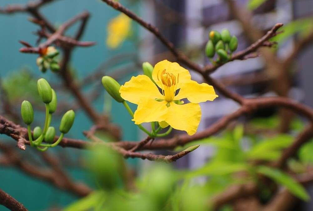 Hoàng Mai nổi bật với sắc vàng rực rỡ 