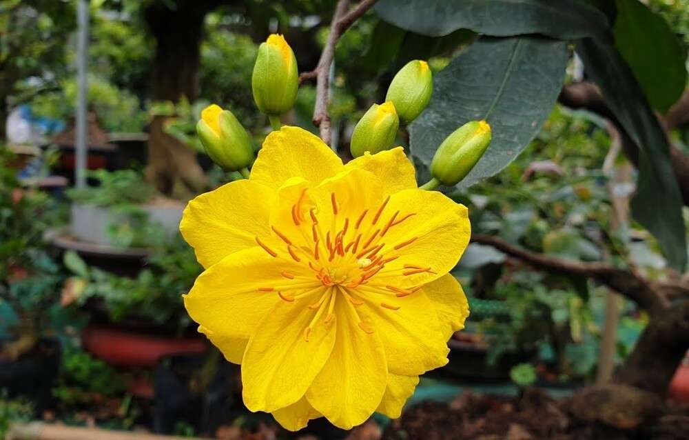 Mai Bình Định với cánh hoa dày và nở thành từng chùm 