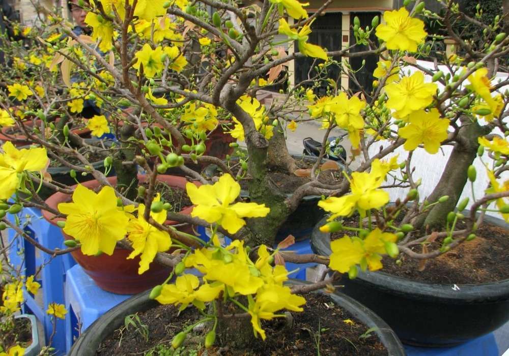 Bạn nên đặt cây ở những nơi có ánh sáng tự nhiên vừa đủ 