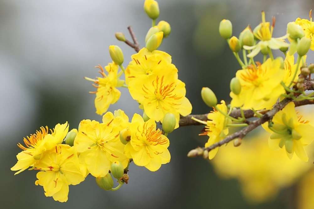 Cây mai được trồng chủ yếu để làm cảnh, đặc biệt là trong dịp Tết Nguyên Đán 