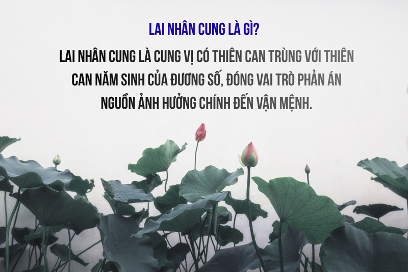 lai nhân cung là gì (ảnh 1)