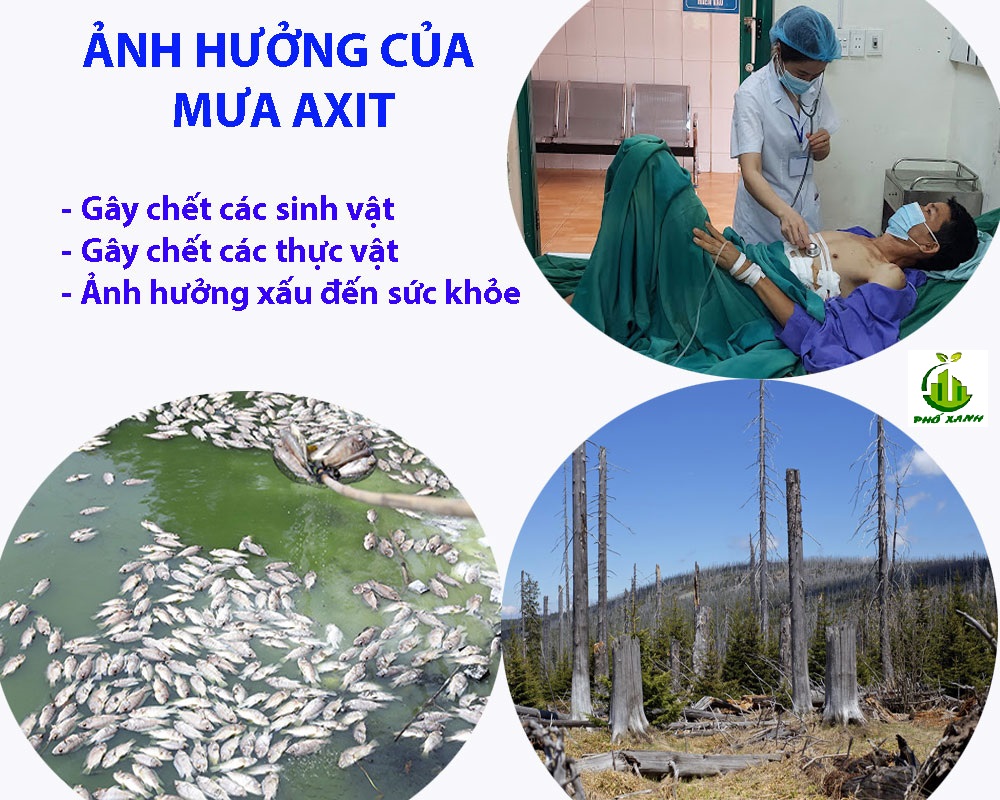 Mưa axit là gì? Nguyên nhân, hậu quả của mưa axit như thế nào?