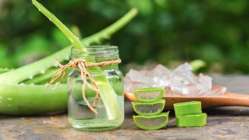 Nha đam có tác dụng gì? Công dụng và lưu ý