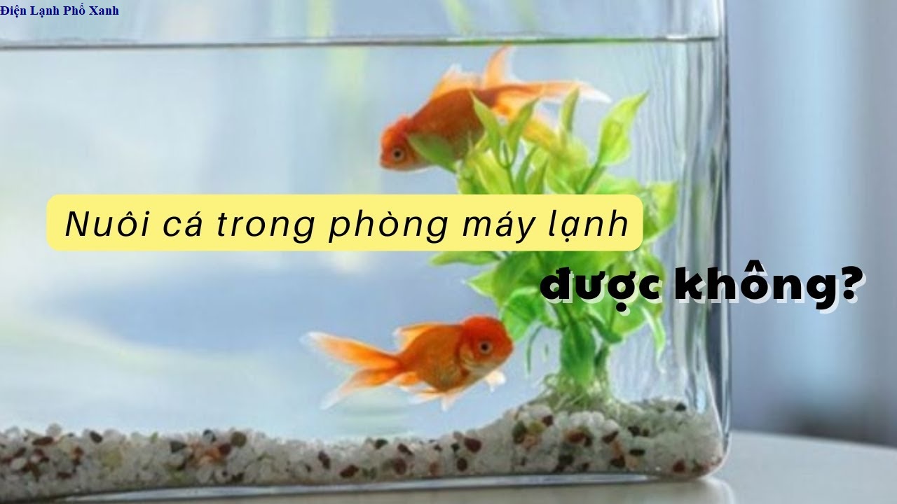 Nuôi cá trong phòng máy lạnh có được không? Lưu ý quan trọng bạn cần biết!
