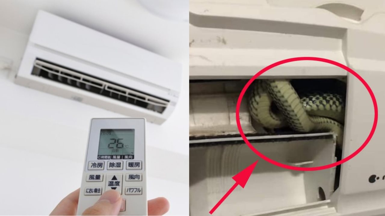 Rắn chui vào máy lạnh - Nguyên nhân, cách xử lý và phòng tránh hiệu quả 