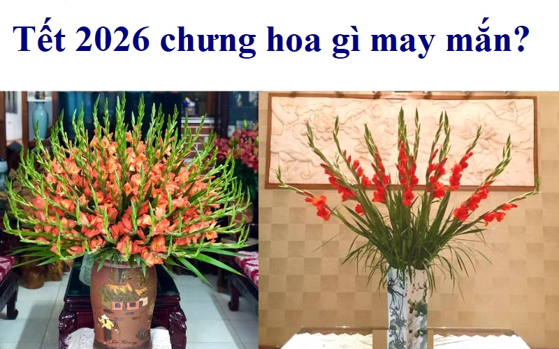 Tết 2026 chưng hoa gì may mắn? 