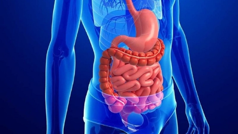 Nước lá ổi tươi giúp cải thiện hệ tiêu hóa hiệu quả