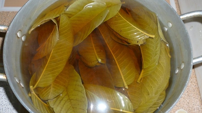 Cách nấu nước lá ổi tươi đúng cách