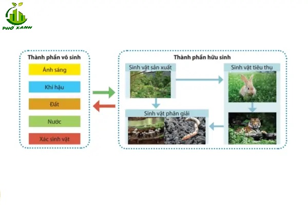 Vật vô sinh là gì?
