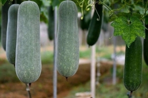 5 thực phẩm giúp bữa tối nhẹ bụng, dễ kiểm soát cân nặng