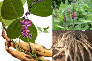 Bột sắn dây có tác dụng gì? Lợi ích và cách dùng đúng