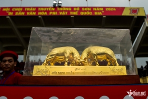 Lễ hội chọi trâu truyền thống Đồ Sơn năm 2024