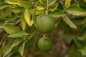 Lá chanh có tác dụng gì? Công dụng và lưu ý