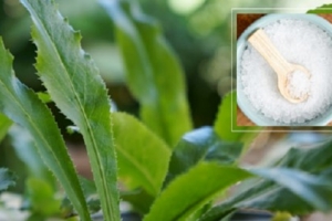 Nguyên nhân gây hôi miệng và cách trị hôi miệng tại nhà