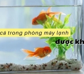 Nuôi cá trong phòng máy lạnh có được không? Lưu ý quan trọng bạn cần biết!