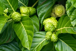 Quả nhàu - Công dụng, cách dùng và lưu ý khi sử dụng